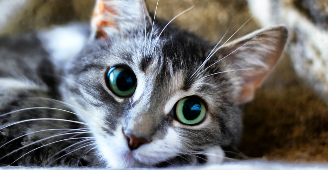 Describe the photo or the page it links to