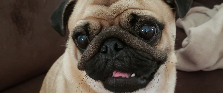 #image1 Fritz sticking out his tongue