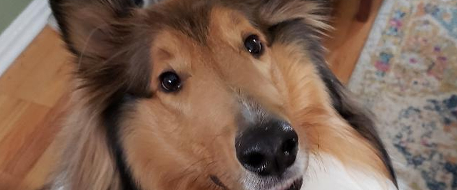 #image2 Dog waiting patiently