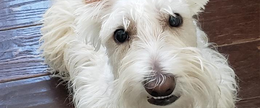 #image3 Dog waiting patiently