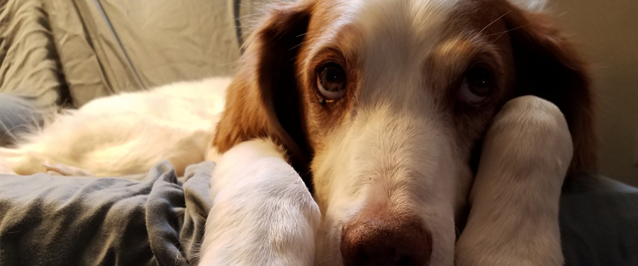 #image4 Dog waiting patiently