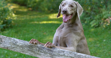 Describe the photo or the page it links to